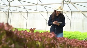 Asian women holding green oak in hydroponic vegetable farms and checking root of Greenbo and the quality of organic vegetables at the greenhouse farm garden. Agriculture organic for health concept.