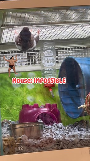 28 reactions · 44 comments | Mouse performing an amazing show at #PetSmart #mouse #mickeymouse #tomcruise | Amy Ann | Facebook