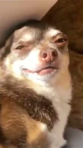 Goofy Pets: funniest pup surprises!