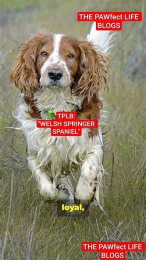 "WELSH SPRINGER SPANIEL a canine equivalent to redbull drink.." #WELSHSPRINGERSPANIEL #unitedstates