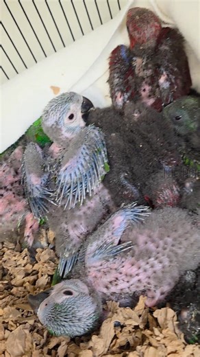 We have a few eclectus and severe macaws available ❤️😍 come on in and check these cuties out!!! #handraisedparrots #birdfoodheaven #theparrotandbirdemporium #birdboarding #weekendvibes #parrots #birdlovers #BirdLoversUnite #eclectusparrot #maleeclectus #femaleeclectus #severemacaw | The Parrot and Bird Emporium