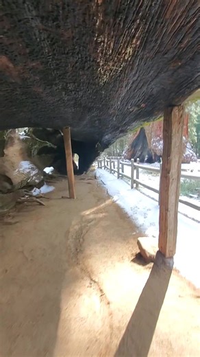 29K views · 329 reactions | Exploring Giant Sequoia Trees and this area has one you can also walk through! Have you been here? #giantsequoia #sequoianationalpark #ScenicLandscapes #sequoia #kingscanyon | The Nature Seeker | Facebook