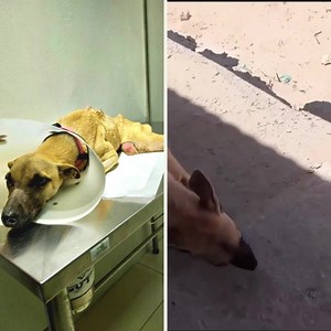 223K views · 1K reactions | In our extensive years of rescue work,...