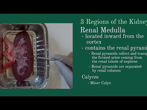 Pig's Kidney Dissection | Anatomy and Physiology 1