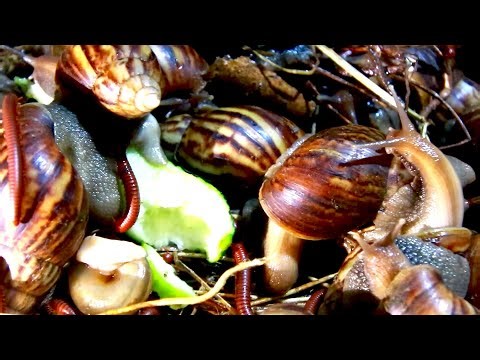 Asia red snail find food to eat now