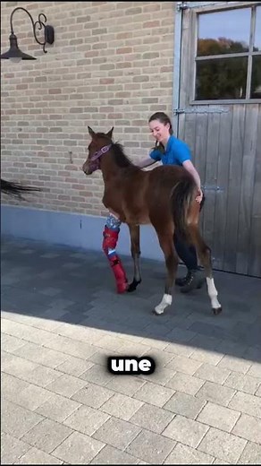 What happens if a racehorse gets injured?