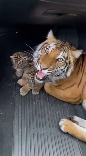 nFirst Wolf Observation Lesson for Little Tigers