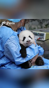 247K views · 29K reactions | Baby panda at this age is too clingy! I would like to share the sweet burden if one nanny cannot handle! #HiPanda #PandaMoment #ChengduPandaBase #HowGiantPandasGrowUp #BestJobInTheWorld #PandaOfToday For more panda information, please check out: https://en.ipanda.com | iPanda | Facebook