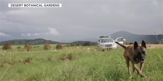 Research dogs help find rare, endangered plants in Arizona