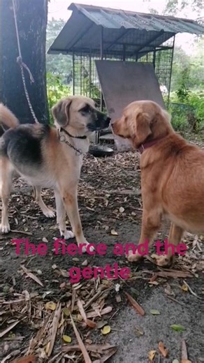 AMERICAN SHEPHERD, GOLDEN RETRIEVER & ASPIN, THE FIERCE & THE GENTLE #animals #dog #goldenretriever