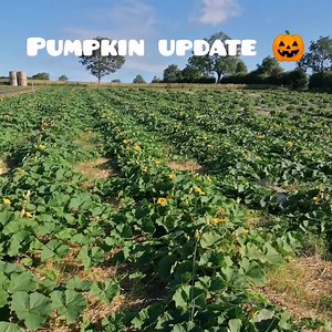 4.2K views · 118 reactions | Just over 2 months to go until we will be starting Pick Your Own Pumpkins!  This year we have some different varieties and LOTS more pumpkins. We can't give you any more information at the moment, other than those that are signed up for the newsletter will get advanced notice! Sign up here: https://mailchi.mp/9da06579c26e/pick-your-own-fruit-updates | Brocksbushes Farm Shop | Facebook