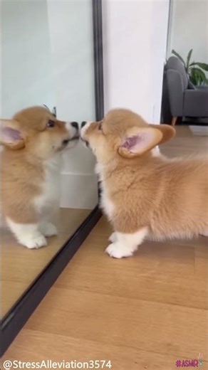 Corgi Discovers a “New Friend” in the Mirror… and Tries to Kiss It! 😂🐶💛