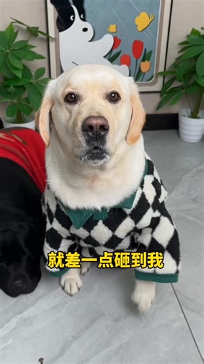 狗：你差点砸到我！ | Dorne