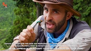 YouTuber Coyote Peterson willingly got stung by a ‘Murder Hornet’ and it seemed awful