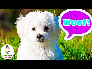 ANIMAL NAMES & SOUNDS for PRESCHOOLERS! (Educational Videos for Young Learners)