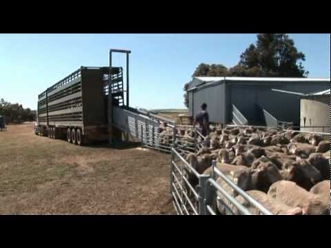 Australian Animal Welfare - Land Transport of Livestock