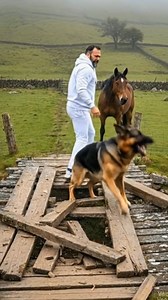 775K views · 3.2K reactions | German Shepherd Trapped, One Man Risks Everything to Save Him! #dog #humanity #animals #pets | WildZone | Facebook