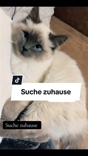 #cute #sweet #zuhausegesucht #adoptme #love #birma #birmancat #lovely #catlovers #heiligebirma #holy #catlife #babycat #cutecat #babykatze #kitten #blueeyes #whitecat #fluffy #fluffycat #rassekatze #münsterland #zuvermitteln #catlife #freigänger #fyp #foryoupage