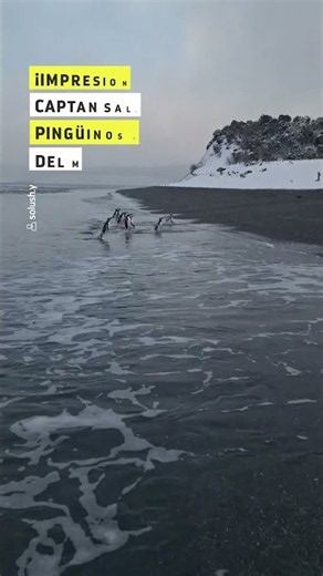 ¡Impresionante! Captan salida de pingüinos papúa del mar