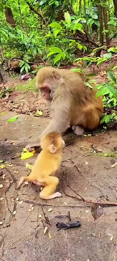 Somnang S Chum on TikTok