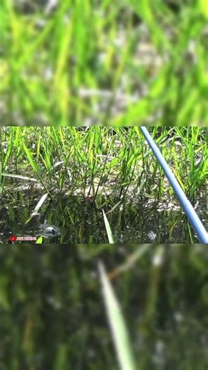 DI DASAR RAWA INI MENYIMPAN BANYAK BETOK BABON #fishing #betok #mancing #rawakalimantan