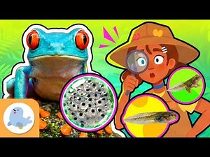 🐸 The FROG and its METAMORPHOSIS 💦 From Tadpole to Adult Frog