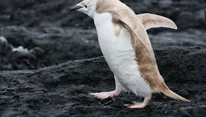 Rare "Blond" Penguin Spotted in Antarctica