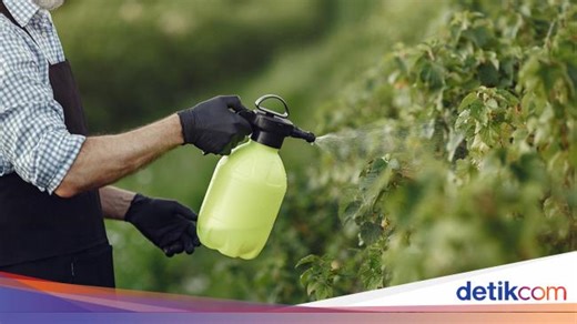 Pestisida Nabati Adalah? Ini Pengertian, Fungsi, Keunggulan, dan Contohnya