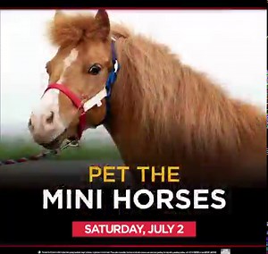 282 reactions · 315 shares | Fun for the whole family! Live Racing, Food Trucks, Mini Horse Races, and Fireworks! | Vernon Downs Casino Hotel | Facebook