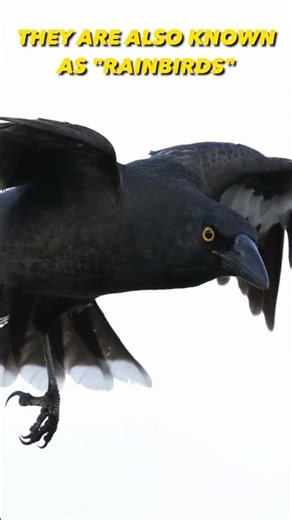 Currawong Chaos - Why Do They Sing All at Once