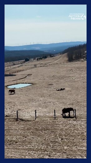 Pittsburgh Zoo's International Conservation Center opens doors with elephant encounters, sharing mission of wildlife preservation >> https://www.wtae.com/article/pittsburgh-zoos-icc-wildlife-encounters-somerset/64055709 | WTAE-TV Pittsburgh