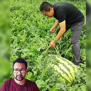 69K views · 448 reactions | Big watermelon  #Wow #watermelon | Madan Gyawali | Facebook