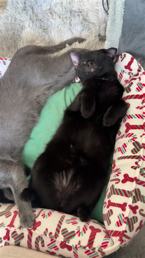 Cute Sleeping Black Cat Moments