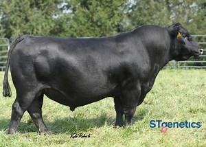 Fertility standout with superior feet! SUNPOWER has been heavily...