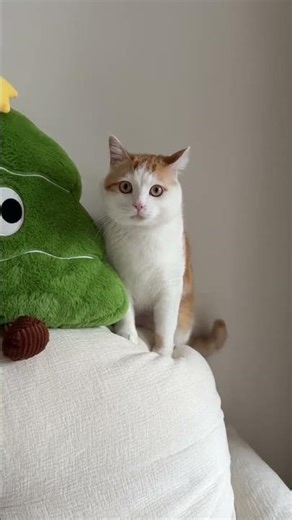 Discover the Joy: A Heartwarming Cat Diary