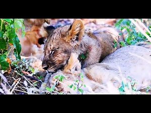 Adorable Baby Animals: Unforgettable Moments on African Safari| No Copyright safari scenes