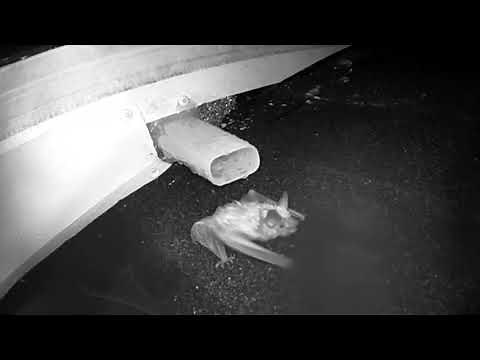 How Our Bat Cones Work