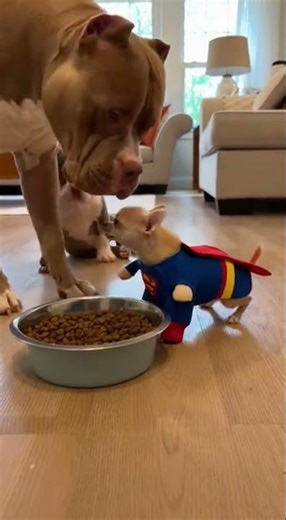 💢🐕 Cat Bullies Pitbull Puppy, Mom Steps In Like a Boss #petdrama #dogmom #shortsviral