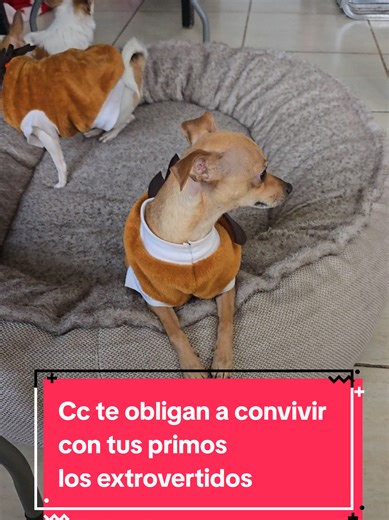 Criaturas divertidas: convivencia con primos extrovertidos
