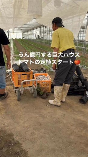 今年からダチョウファームがモスファームむかわのオペレーションスタートします！ココで収穫したトマトは色んなところで皆様にお届けさせていただきますよう勿論モスバーガーのトマトはここの選りすぐりしたものを使いますよ🍅 | 上山集楽