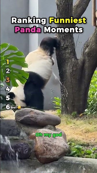 Ranking Funniest Panda Moments 🐼