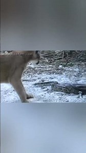 PYTHON VS COUGAR | PYTHON VS PUMA