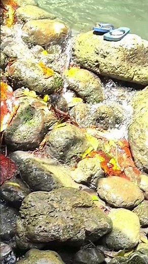 Two Snakes Surprise River Picnic, Causing Chaos