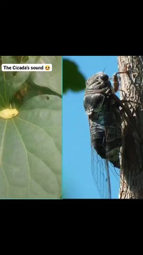 🦟 Meet the Cicada – Nature’s Loudest Insect!** 🎶 Ever heard that high-pitched buzzing on a hot day? That’s the cicada a fascinating insect known for its powerful song that can reach over 100 decibels, louder than a motorcycle! 🌳 📌 Key facts: Cicadas spend most of their life underground and only emerge to mate. They have transparent wings and stout bodies. Despite their scary appearance, cicadas are harmless to humans! Their unique buzzing is created by vibrating special membranes on their ab