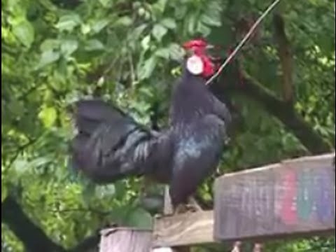 Small Rooster Crowing Compilation - Rooster Crowing in the Morning - Rosecomb