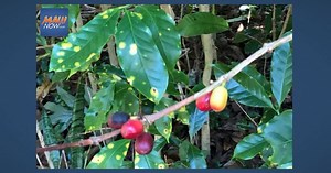 Coffee Leaf Rust Pest Tentatively Found on Maui in Ha‘ikū | Maui Now