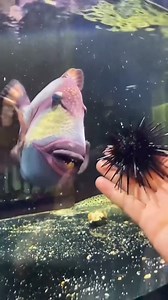 Grabe parang bakal bibig nito 🐟 #whatfishisthis #livefeeding #fishfeeding #aquariumfish #saltwaterfish #monsterfish #aquarium #aquafranz #kahobby #fishkeeping | AquaFranz