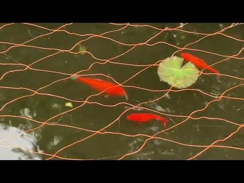 池の金魚にミミズを与えてみた