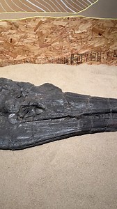 12 reactions | Ever wondered why scientific names are so detailed?...