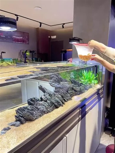 🌈🌈🌈🌈🌈🌈#kenaqua #thuysinh #cacanh #biotop